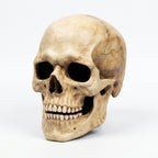 Aged bone movable-jaw skull mask shown alone on a plain pale studio background, three-quarter front view