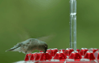 Hummingbird Feeder with Bee-Resistant Hexagonal Ports and 12oz Capacity All Vera Mart