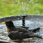 Solar Water Fountain Pump with Four Interchangeable Nozzles for Birdbaths All Vera Mart