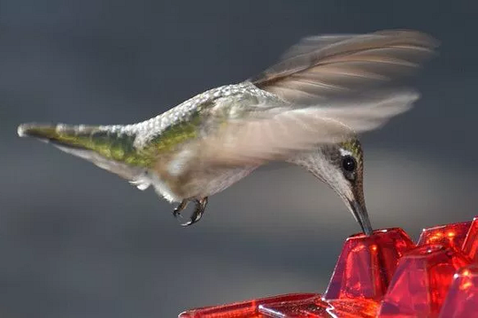 Hummingbird Feeder with Bee-Resistant Hexagonal Ports and 12oz Capacity All Vera Mart