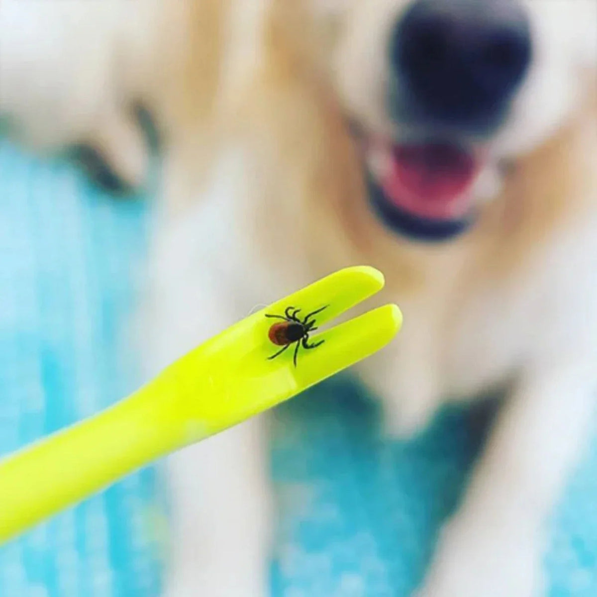 Plastic Tick Removal Tool Set with Three Clip Sizes for Pets and People All Vera Mart
