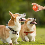 Automatic Rolling Dog Toy with Obstacle Sensor and 60-Minute Battery, Rechargeable All Vera Mart