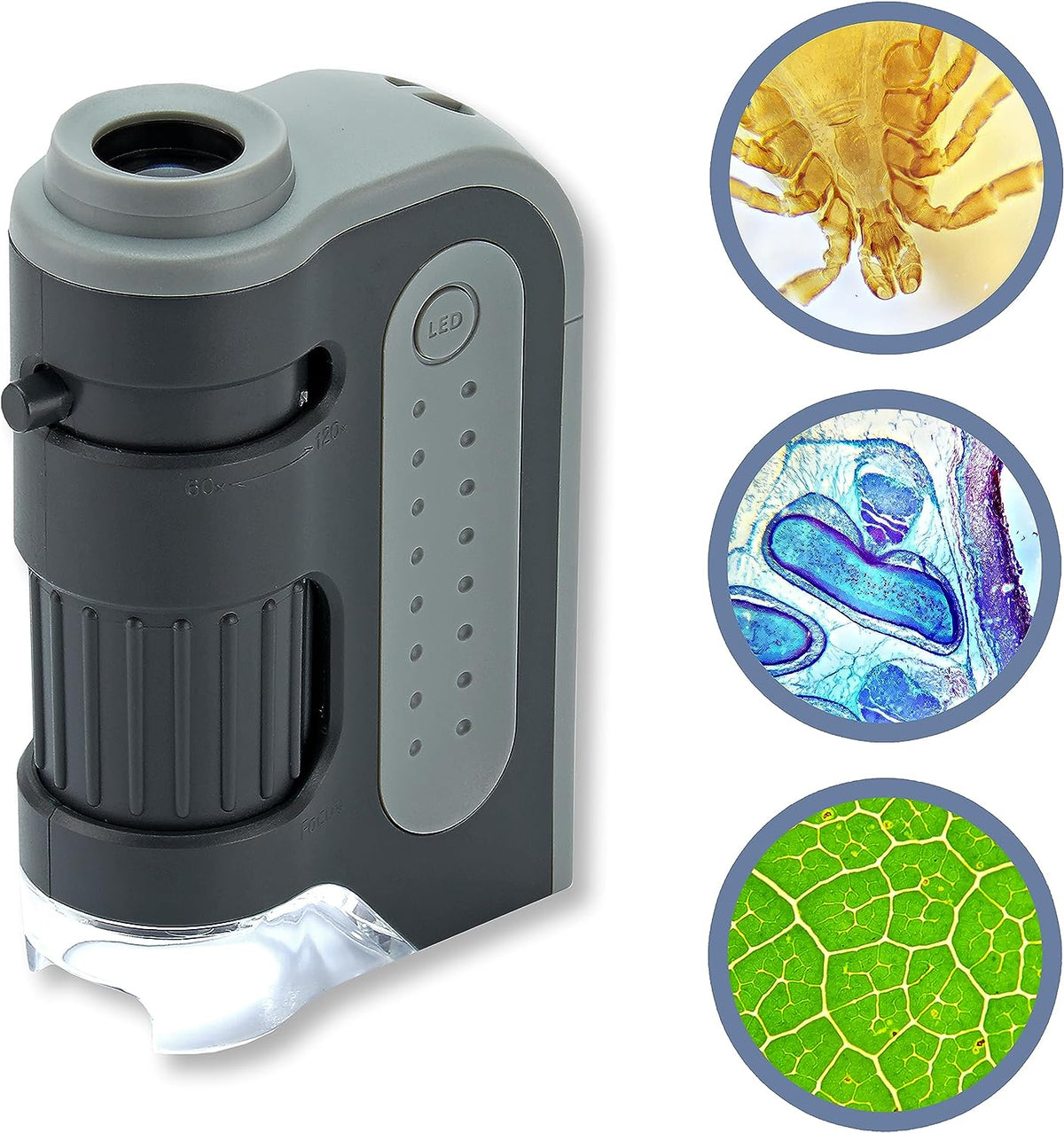 Pocket Microscope with 60x-120x Magnification and Built-in LED Light All Vera Mart
