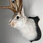 Jackalope Plaque Wall Art with Single Hook Mounting, 7.87 inches All Vera Mart