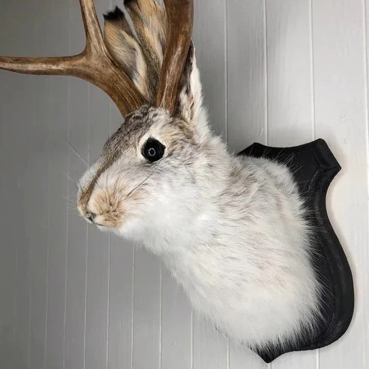 Jackalope Plaque Wall Art with Single Hook Mounting, 7.87 inches All Vera Mart