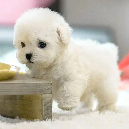 Battery Operated Interactive Puppy with Voice and Touch Recognition, Adaptive Behavior All Vera Mart