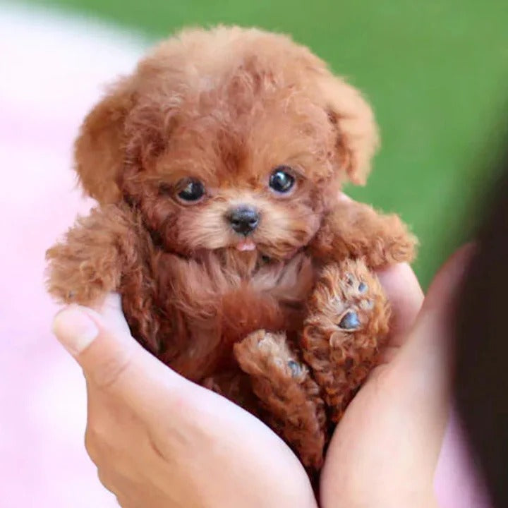 Battery Operated Interactive Puppy with Voice and Touch Recognition, Adaptive Behavior All Vera Mart