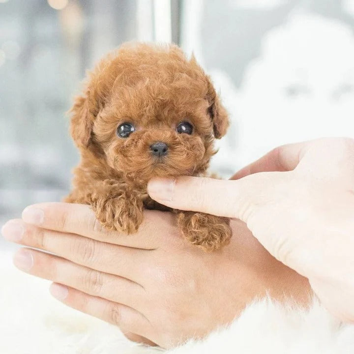 Battery Operated Interactive Puppy with Voice and Touch Recognition, Adaptive Behavior All Vera Mart