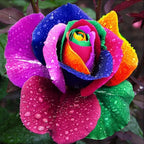 Rose Seeds for Home Garden with Cold Stratification Instructions, 25 Count All Vera Mart