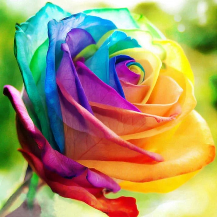 Rose Seeds for Home Garden with Cold Stratification Instructions, 25 Count All Vera Mart