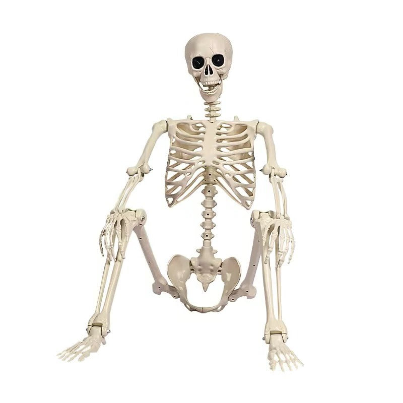 Posable Skeleton Decoration 67 Inches with Movable Joints and Realistic Bone Structure All Vera Mart
