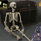 Posable Skeleton Decoration 67 Inches with Movable Joints and Realistic Bone Structure All Vera Mart