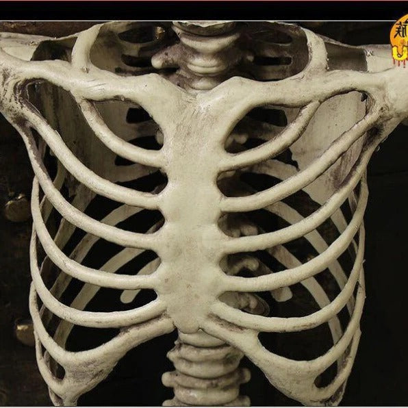 Posable Skeleton Decoration 67 Inches with Movable Joints and Realistic Bone Structure All Vera Mart