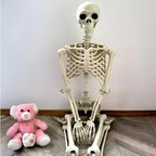 Posable Skeleton Decoration 67 Inches with Movable Joints and Realistic Bone Structure All Vera Mart