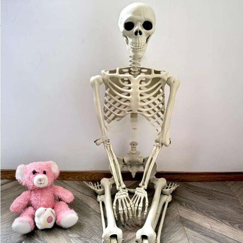 Posable Skeleton Decoration 67 Inches with Movable Joints and Realistic Bone Structure All Vera Mart
