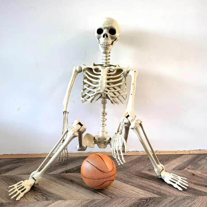 Posable Skeleton Decoration 67 Inches with Movable Joints and Realistic Bone Structure All Vera Mart