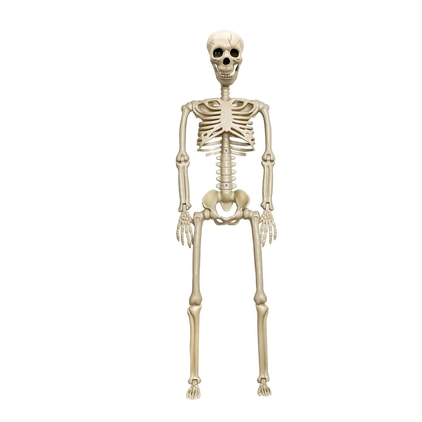 Poseable Halloween Skeleton with 12 Adjustable Joints and Weathered Bone Detail All Vera Mart