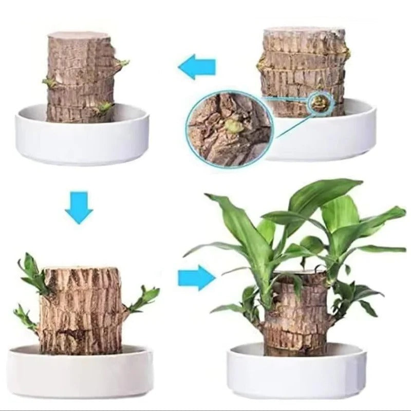 Low Light Indoor Plant with Air Purifying Leaves and Compact Desk Size All Vera Mart