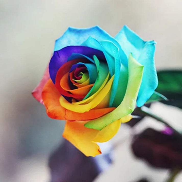 Rose Seeds for Home Garden with Cold Stratification Instructions, 25 Count All Vera Mart