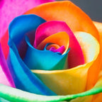 Rose Seeds for Home Garden with Cold Stratification Instructions, 25 Count All Vera Mart