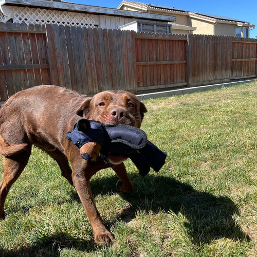 Durable Bear Dog Toy with Internal Squeaker and Reinforced Stitching for Heavy Chewers All Vera Mart