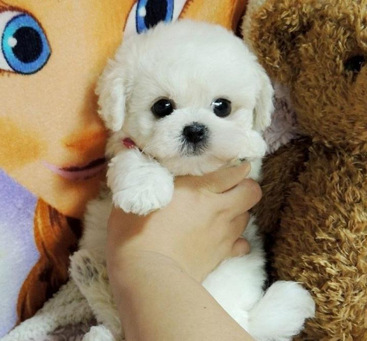 Weighted Plush Puppy Companion with Sculpted Details and Soft Fur, 14-Inch All Vera Mart
