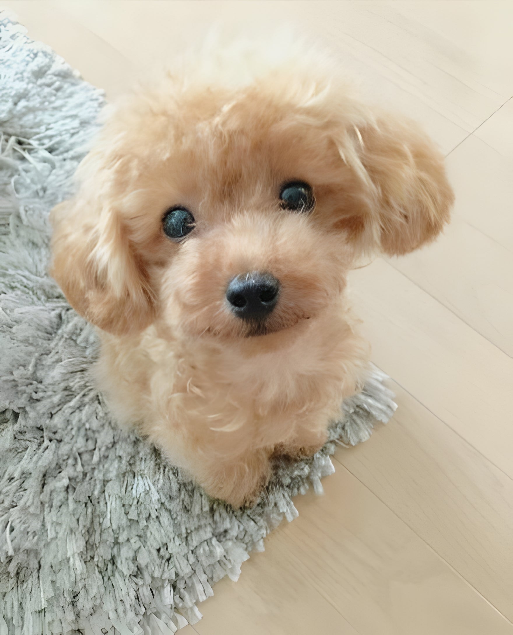 Weighted Plush Puppy Companion with Sculpted Details and Soft Fur, 14-Inch All Vera Mart