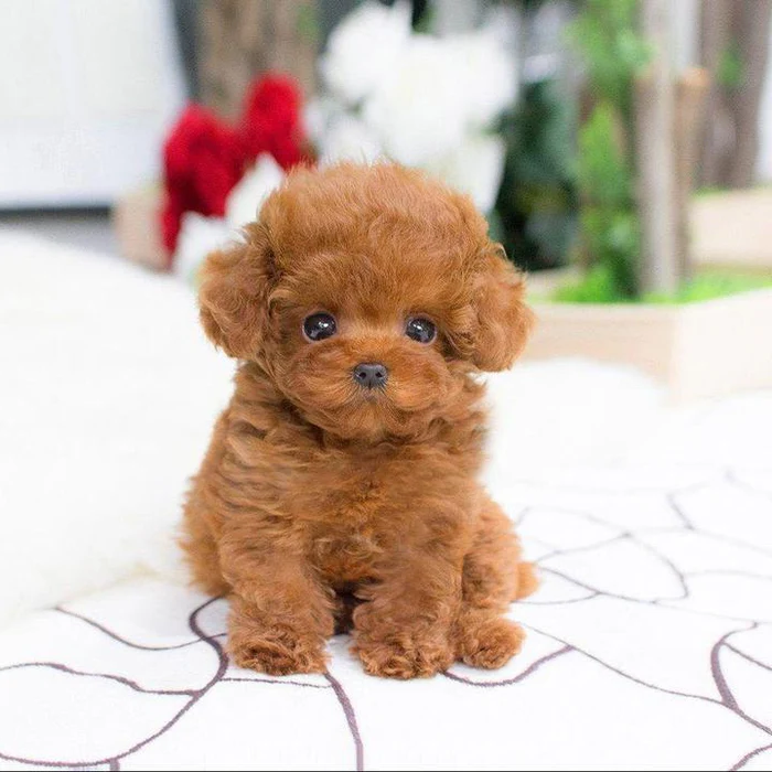 Weighted Plush Puppy Companion with Sculpted Details and Soft Fur, 14-Inch All Vera Mart